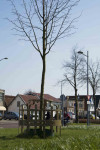 Een mooi hek om de Koningslinde dankzij de dorpsraad